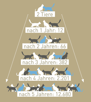 Katzenpyramide